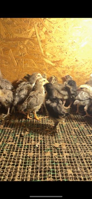 Гигант барвистая