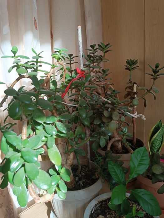 Алоэ Вера лечебный 10 лет. Листья