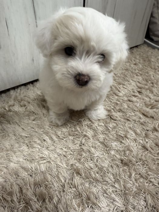Fetita Bichon Maltez