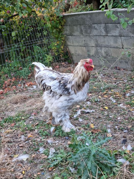 Brahma splash pe albastru si cocosel sebright chamois