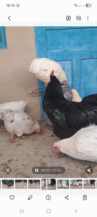 Куры и петух  гигант