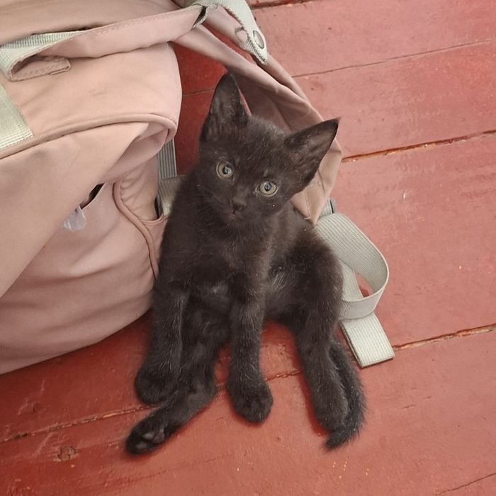 отдадим котят в добрые руки