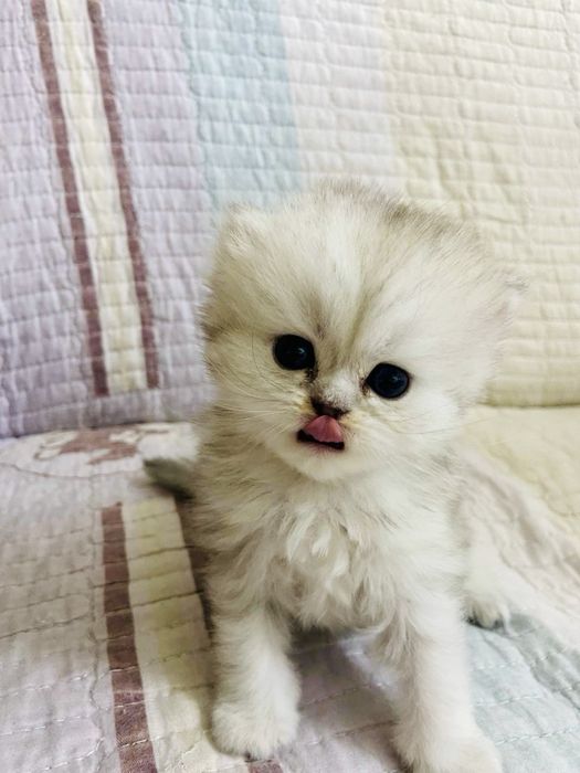 Британские шиншиллы чистокровные