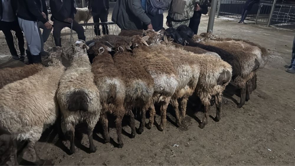 Қой бар, барашки құрбан айт, бараны