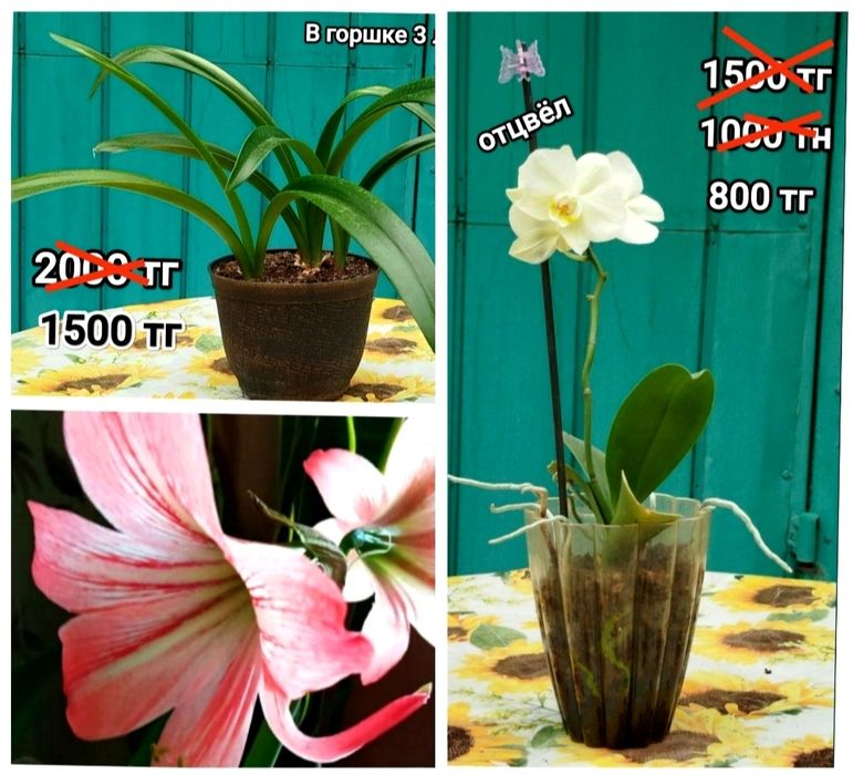 Цветы, цветы, цветы