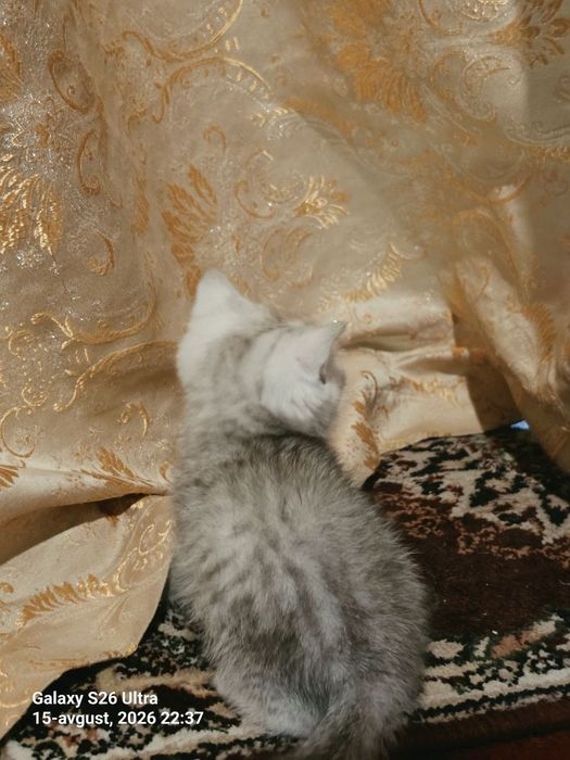 Sotiladi juda yahshi 2 oyli ugʻil juda uyin qaro
