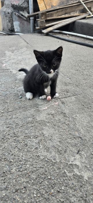 Отдам котенка мальчик 1.5 мес