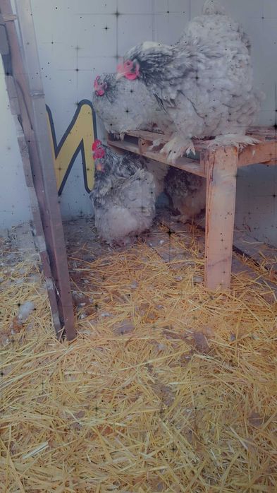 Яица за люпене от Брама,Кохен и Орпингтон