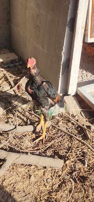 О шамо болалари сотилади.