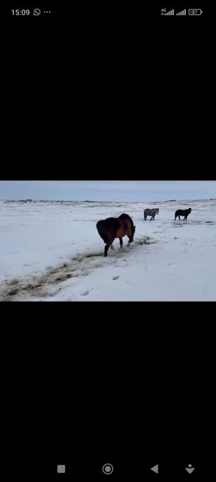 Жеребец хорошй  касяк хорошы держет.