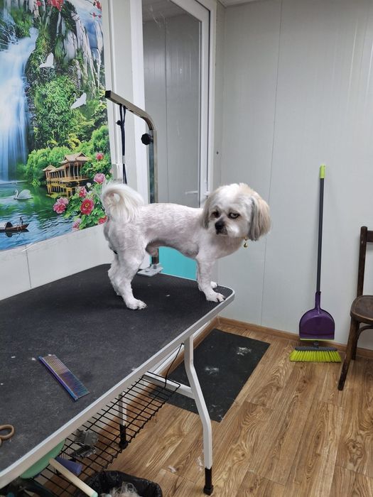 Frizerie canina la domiciliu sau la salon,taxi pet.