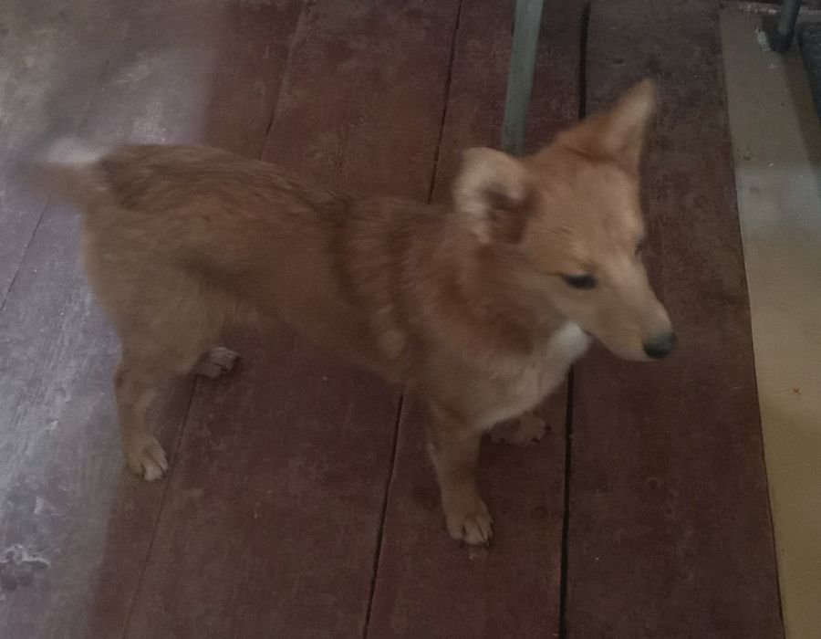 Отдам в хорошие руки щенков