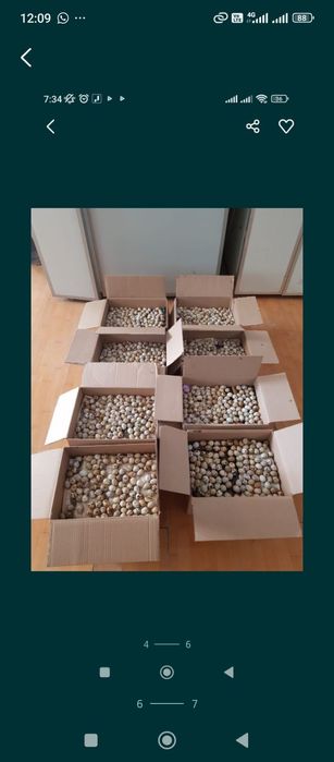 Перепелиные яйца оптом