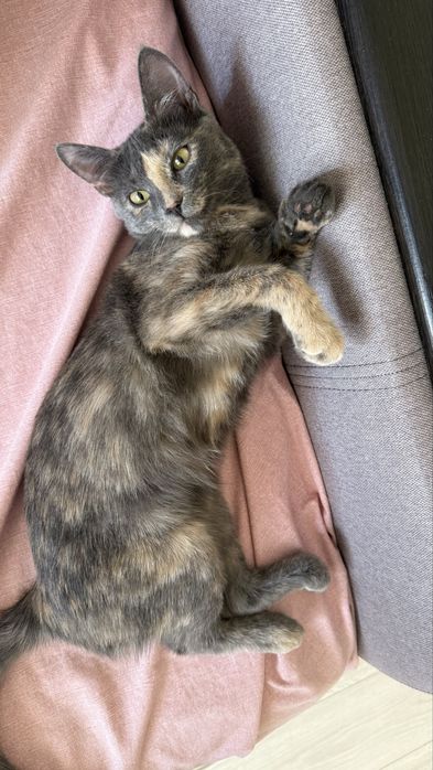 Котенок в добрые руки