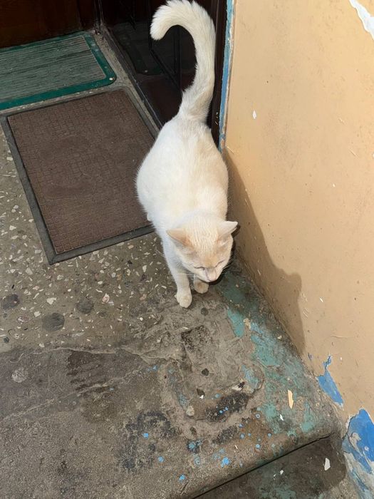 Кошка и котенок в добрые ручки