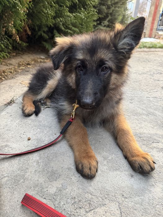 Продам щенков немецкой овчарки