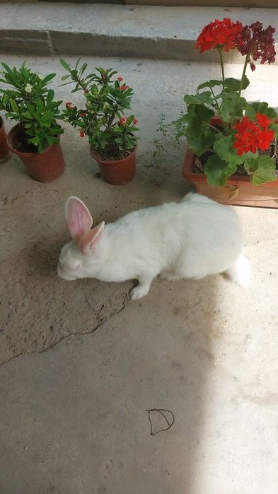 Хикол 3 йарим ойлик самка 2 та  самес 6  та 150 минг дан