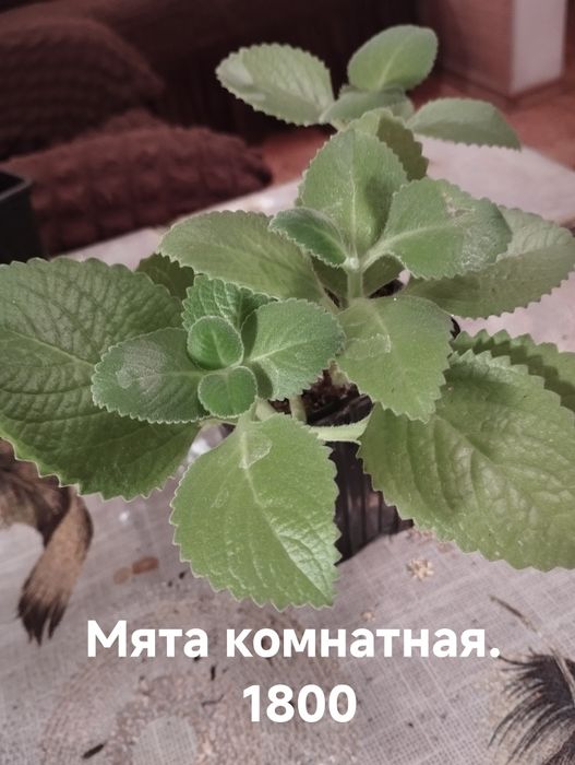 Продам комнатные растения
