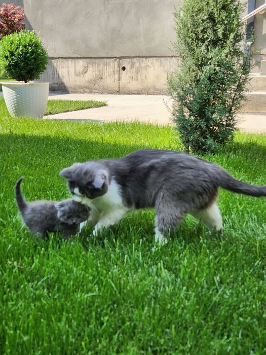 Котята Шотландские