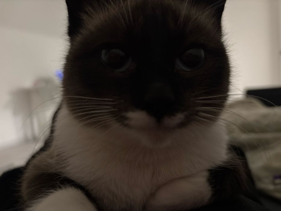 кошка мася ищет дом