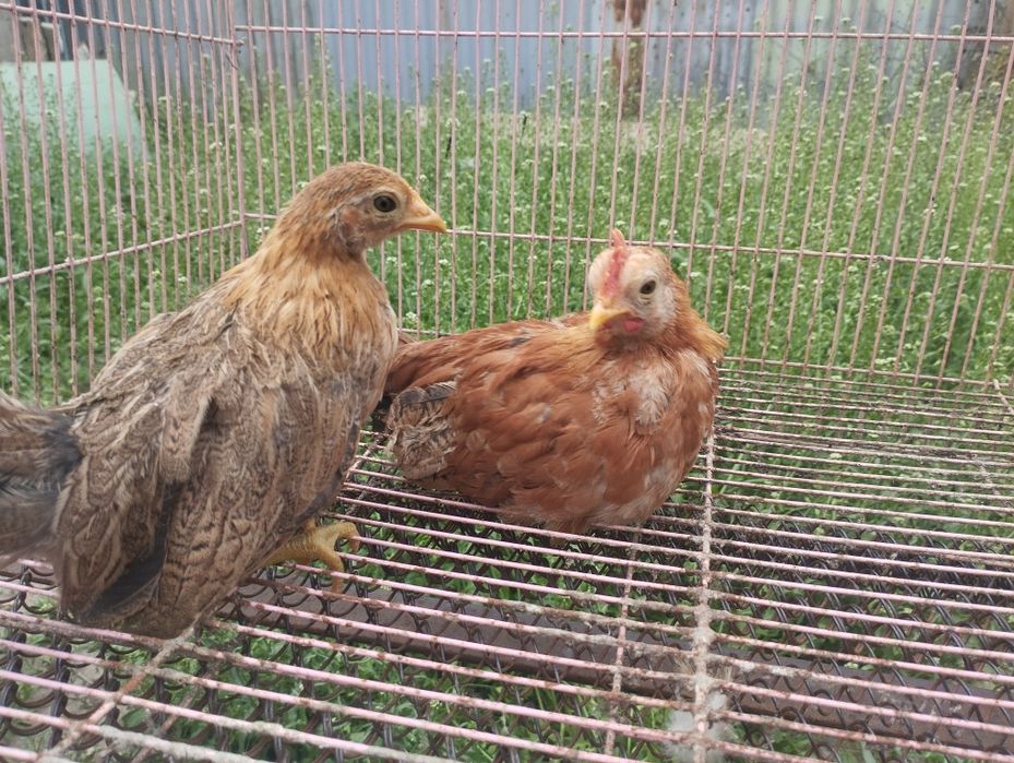 Бентамки султанки парами на продажу!