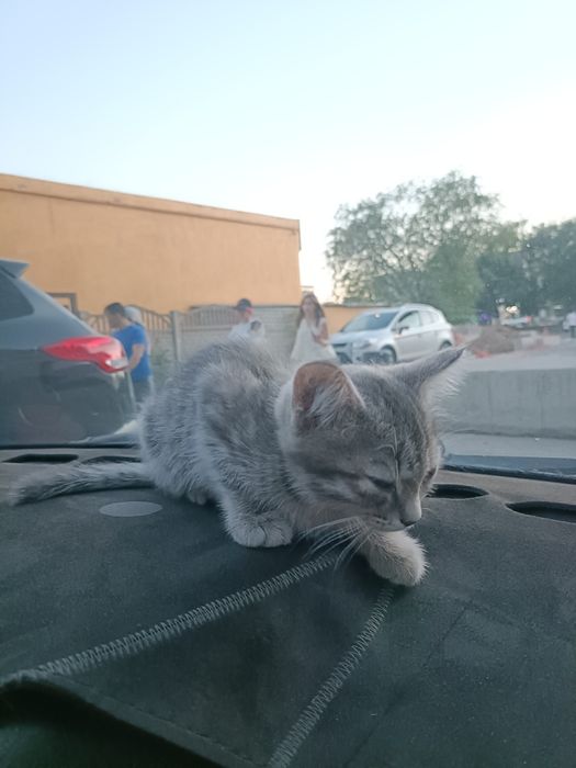 Отдам даром котёнок все кушает