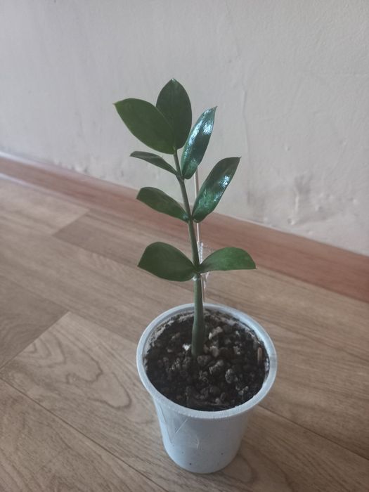 Продам Долларовое дерево (маленькое)