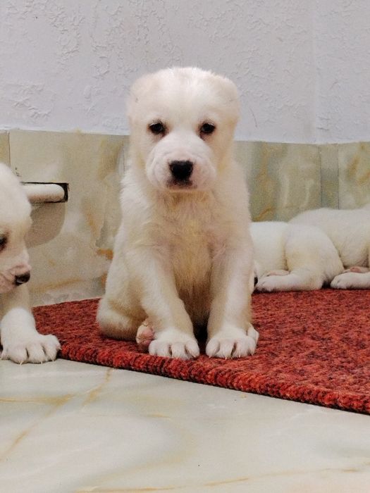 Щенки АЛАБАЙ продается