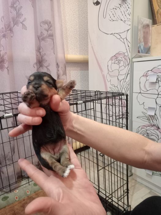 Йоркширский терьер