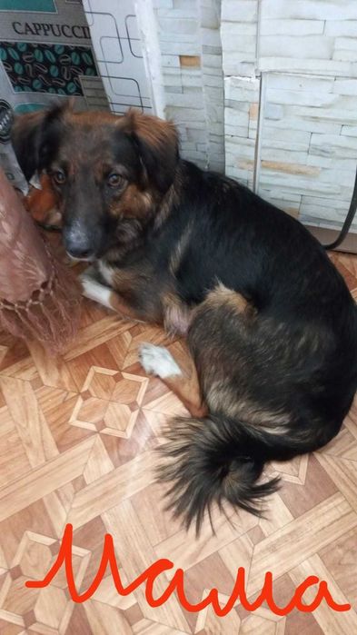 Щенки в добрые руки