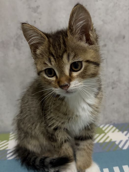 Котенок в добрые руки мальчик