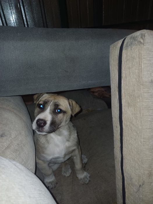 Продам щенка помесь