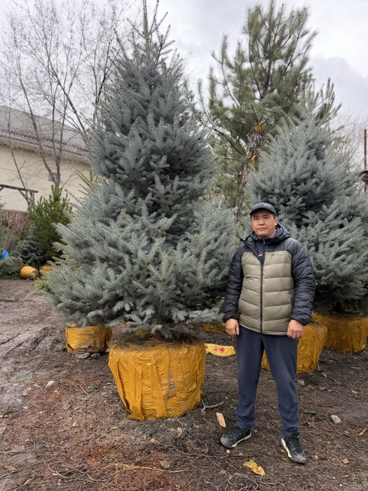 Лнашафтный дизайн, озеленение под ключ