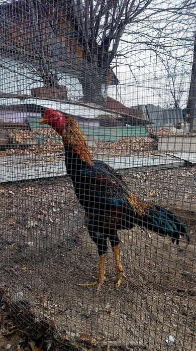 Дакан. Бойцовский петух