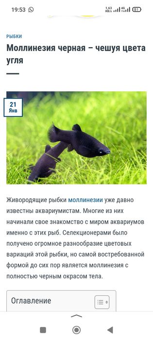 Продам аквариумных рыбок