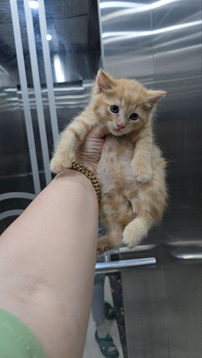 Britanski mushukchalar