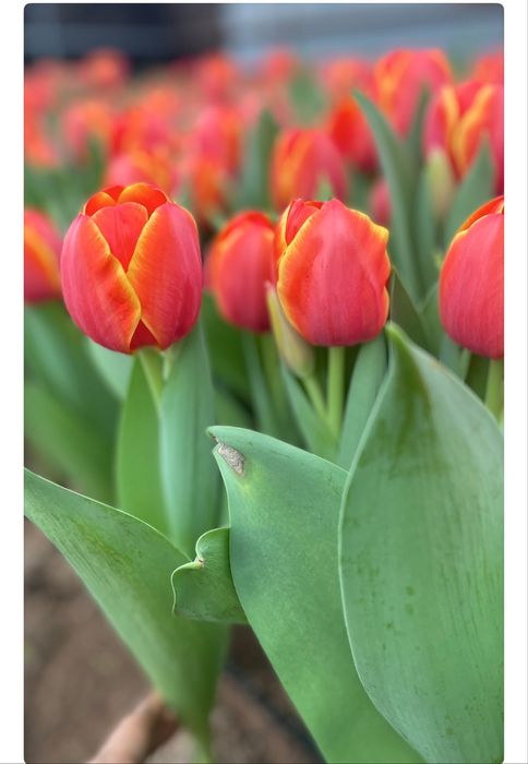 Тюльпаны только  оптом