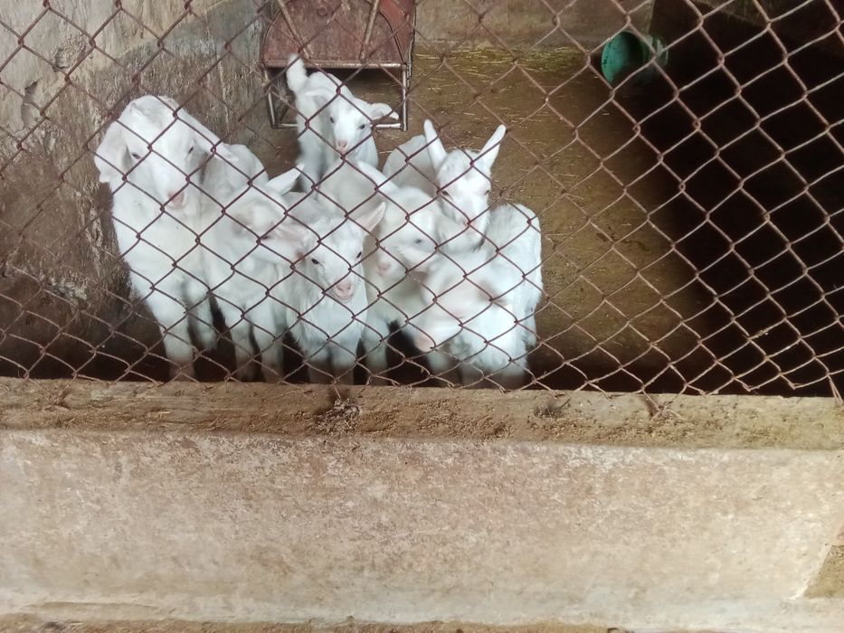 Ешкі сатылады 2,3, тумалары