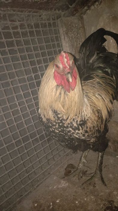 Продаются петухи