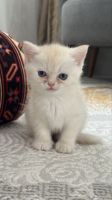 Шотландский котенок
