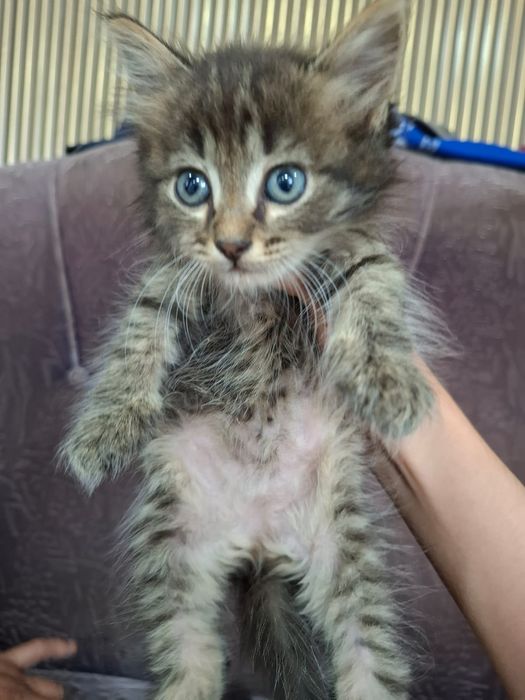 Отдам котят в хорошие добрые руки
