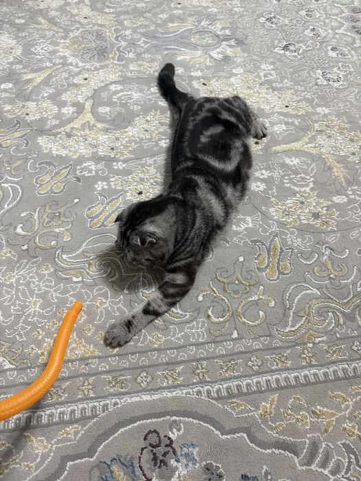 Продам шотландского кота