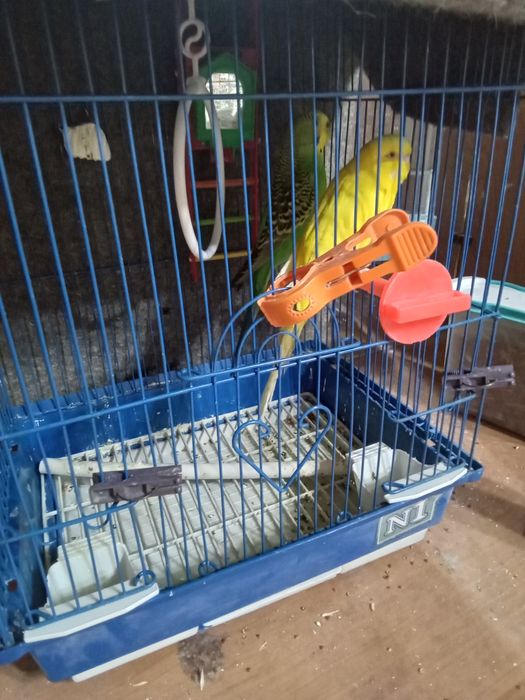 Папугайчики две штуки