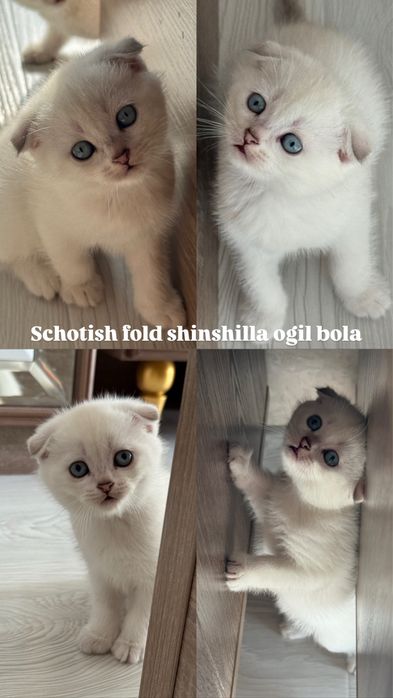 Schotish (fold,strayt) shinshilla mushuchalar ogil, qiz sotiladi
