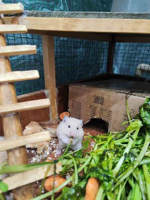 Хомяк сирийскийй