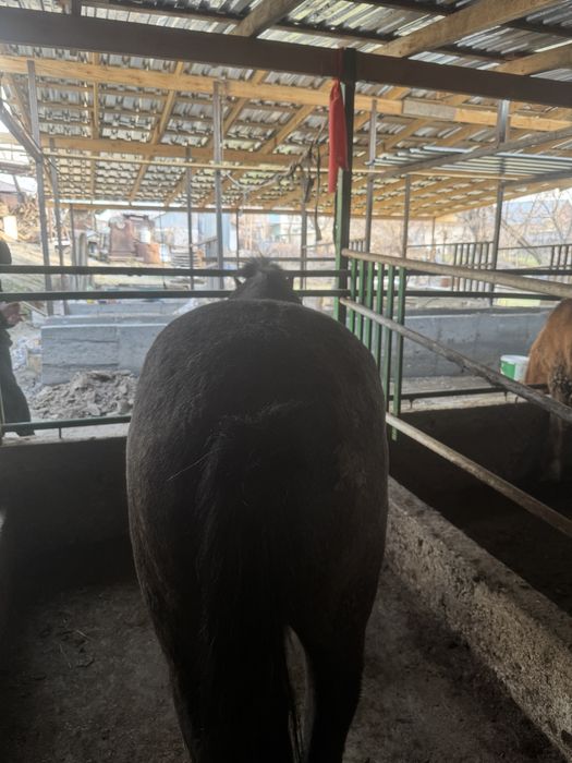 Семиз Тай Сатамын