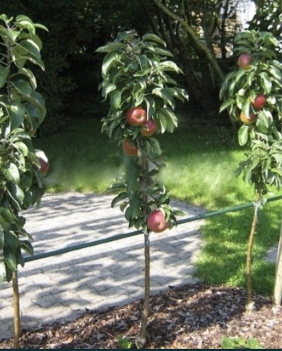 Pomi columnari anul 2/3/4 pe rod