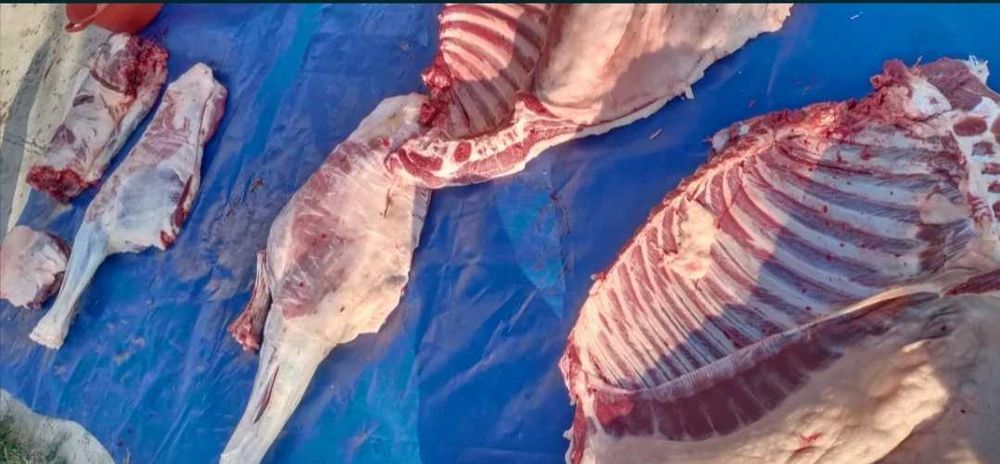 Соғым,мясо конины шымкенттік бағамен