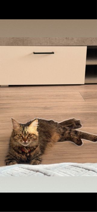 Отдам девочка кошка