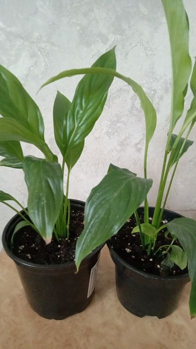 Продам комнатные растения